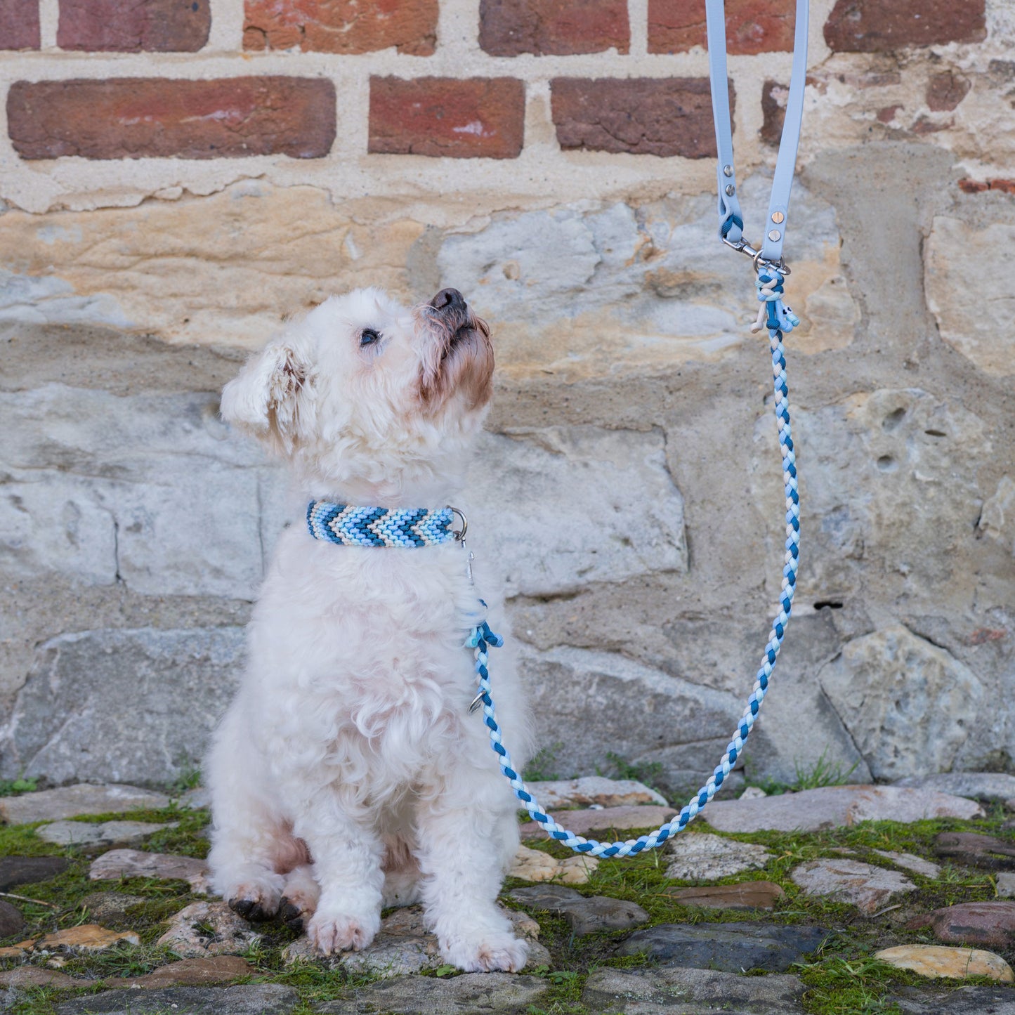 Weißer Havaneser mit blau-weißem Paracord Halsband und Paracord/ Biothane Leine sitzt auf Kopfsteinpflaster und schaut nach oben. Ideal für Hundebesitzer, die stilvolle und hochwertige Accessoires für ihre Vierbeiner suchen.