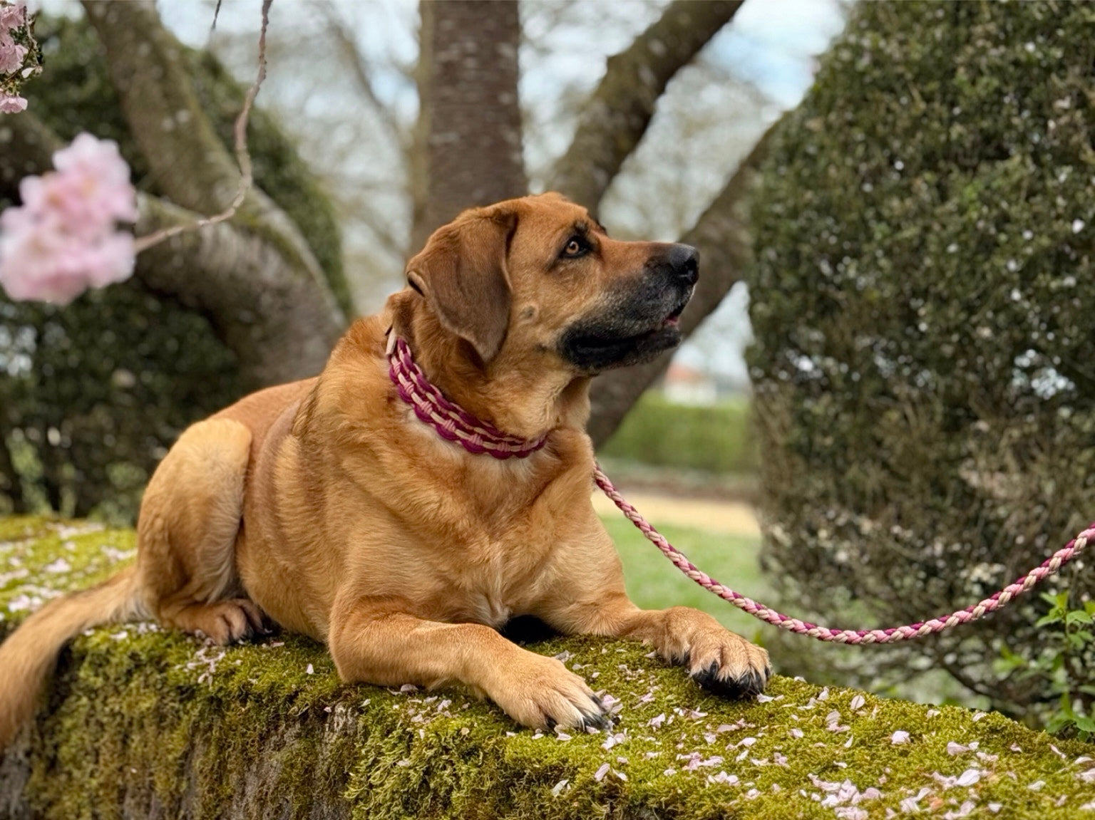 Großer brauner Hund mit rosa handgeflochtenem Paracord Halsband und passender Paracord Leine liegt entspannt auf moosbedeckter Mauer im blühenden Frühlingsgarten