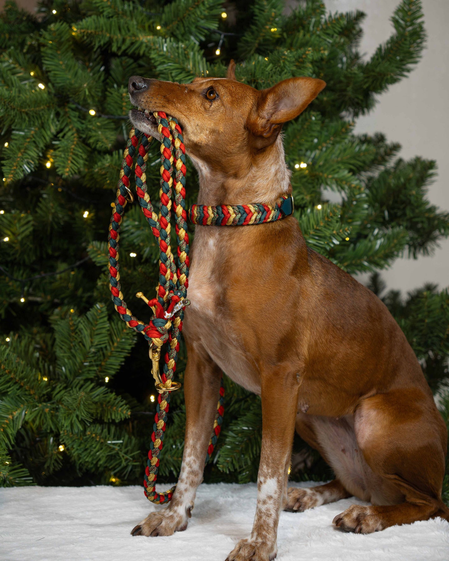 Raya's Weihnachtswald