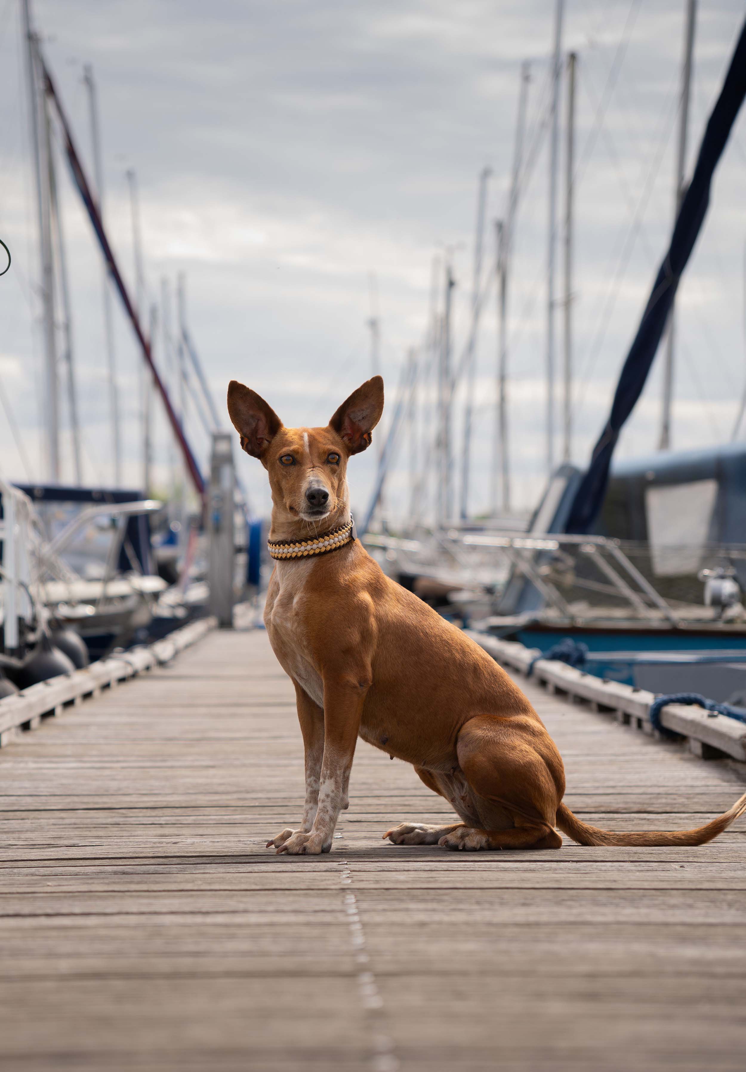 Eleganter, brauner Hund mit aufmerksamem Blick sitzt auf einem Holzsteg im Yachthafen und trägt ein handgeflochtenes Paracord-Halsband in Beige-Braun.