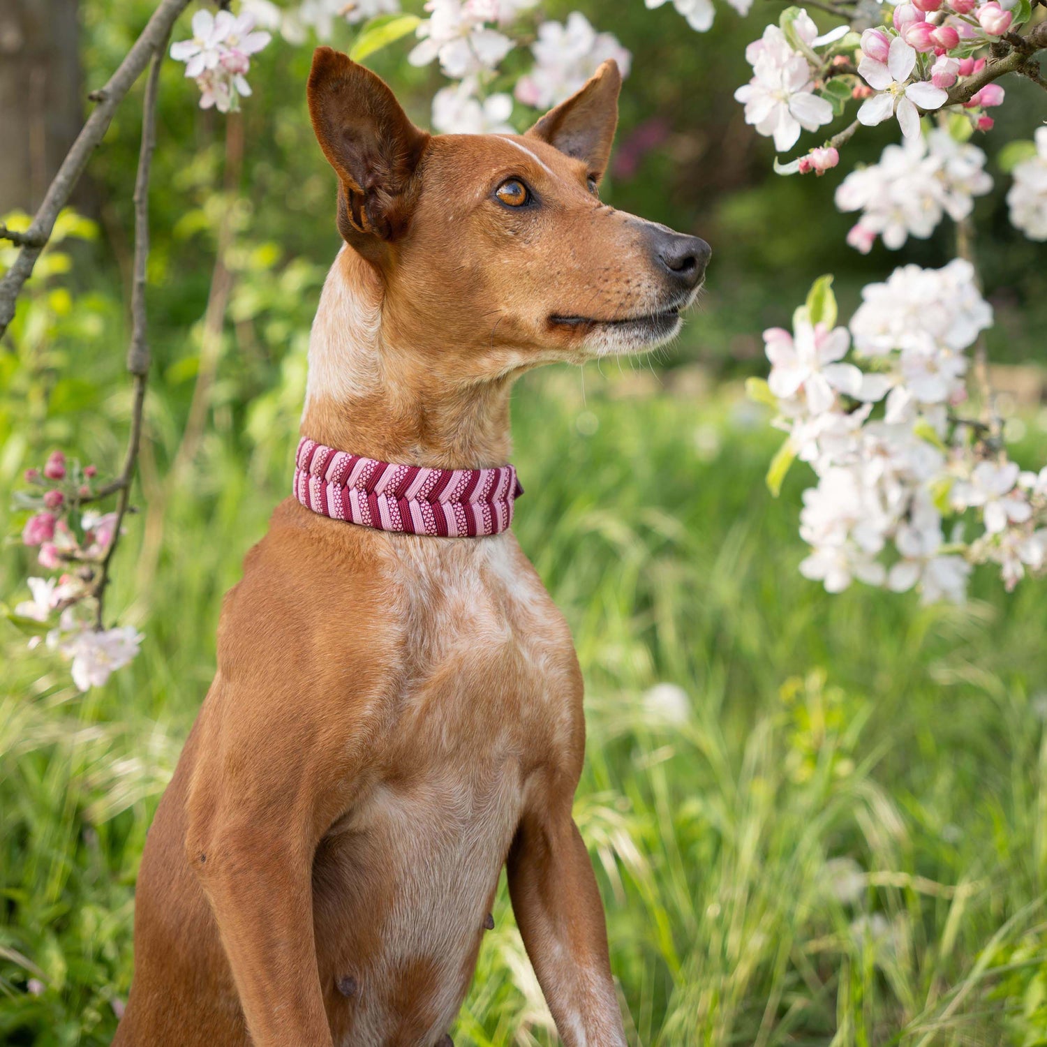 Brauner Hund mit aufmerksamem Blick trägt ein handgeflochtenes Paracord-Halsband in Rosa- und Rottönen sitzend vor blühendem Obstbaum im Frühlingsgarten.