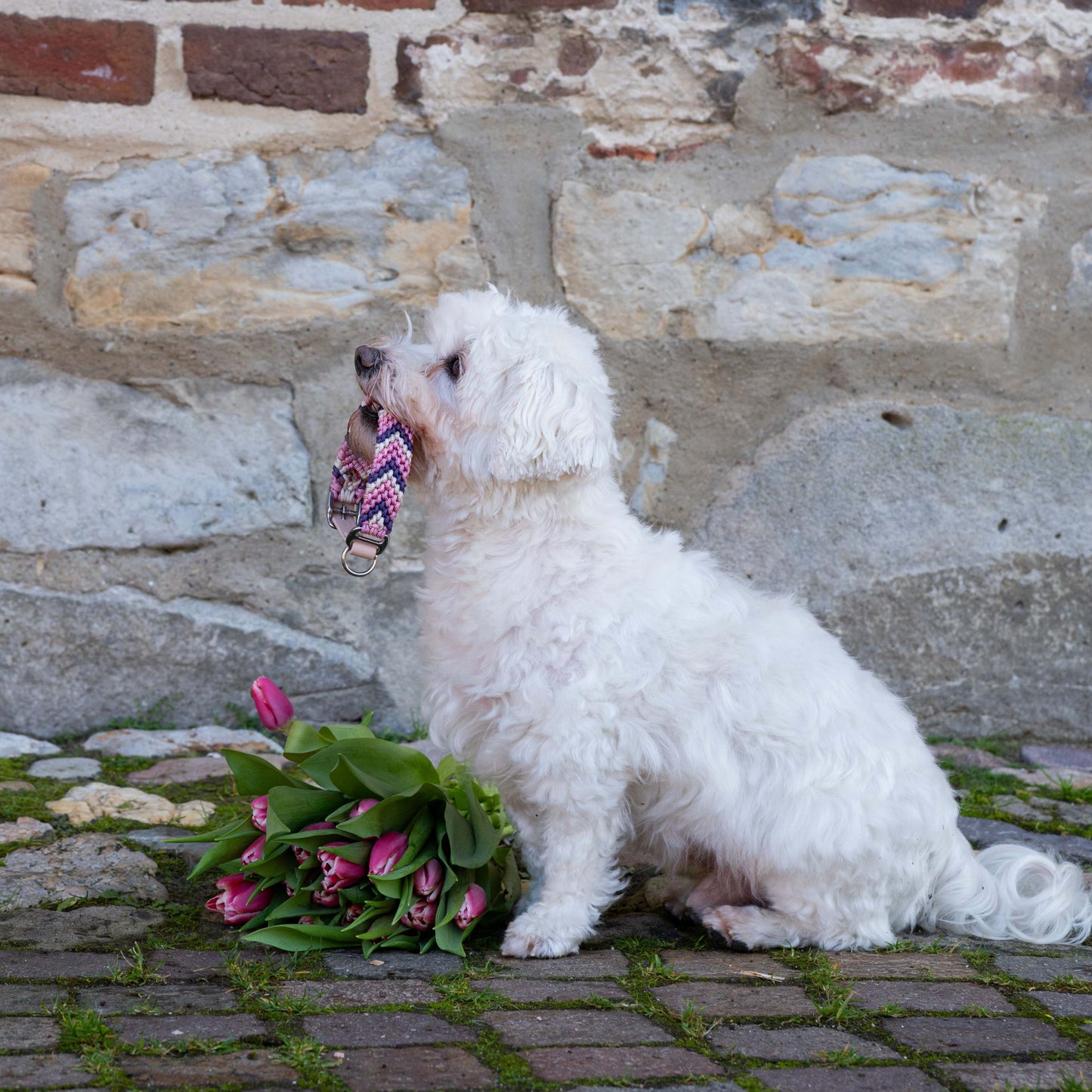 Kleiner weißer Havaneser sitzt seitlich vor rustikaler Steinwand mit rosa-pinkem Hundehalsband im Maul und passenden Tulpen davor.