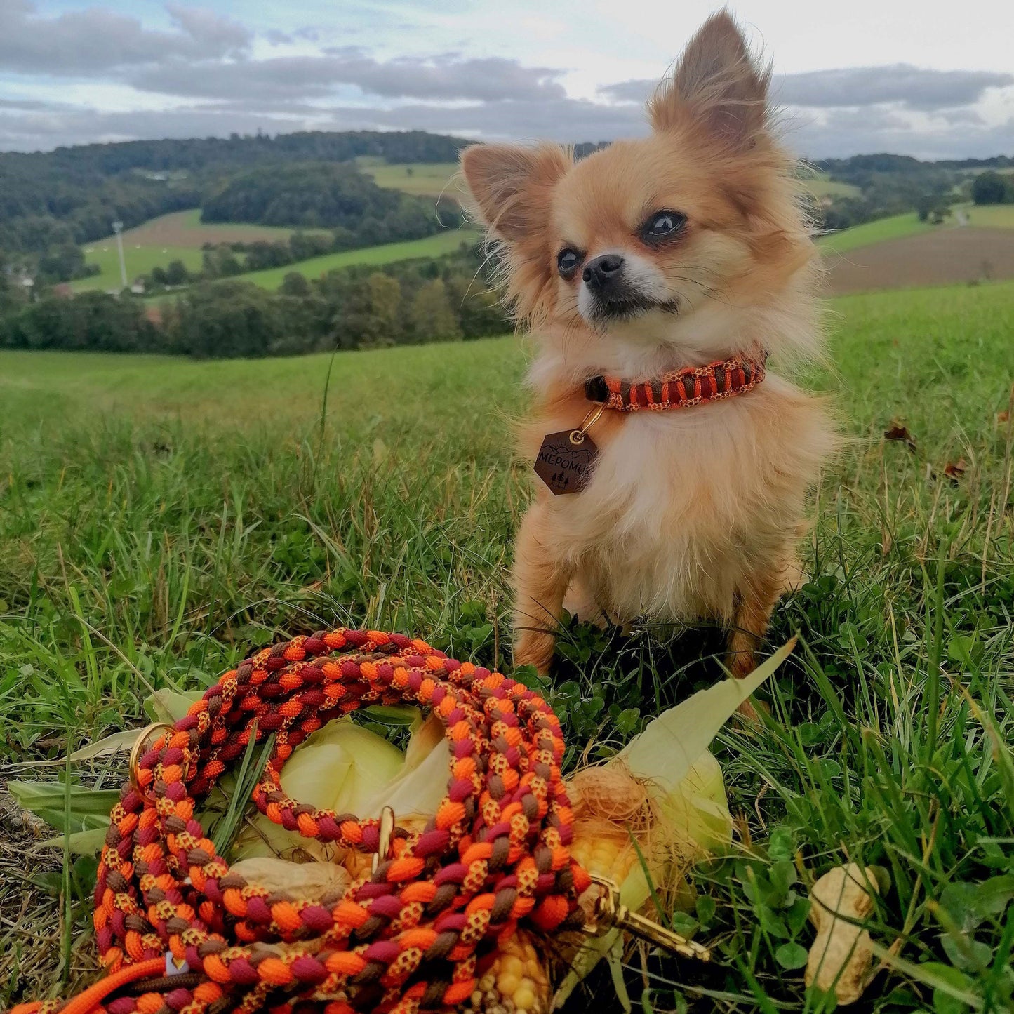 Mepomuk´s Set | Nuri Halsband/ Charlie mini Leine