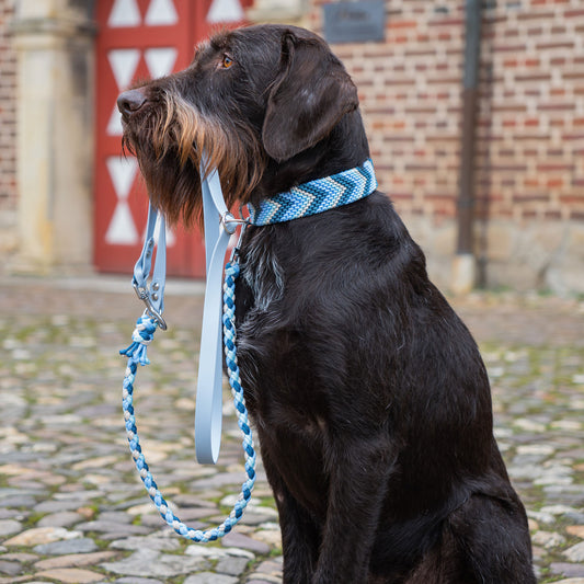 Dunkel brauner deutsch Drahthaar trägt ein blau-weißes geknüpftes Halsband und eine passende Leine aus Biothane. Ideal für Hundebesitzer, die stilvolle und hochwertige Accessoires für ihre Vierbeiner suchen.