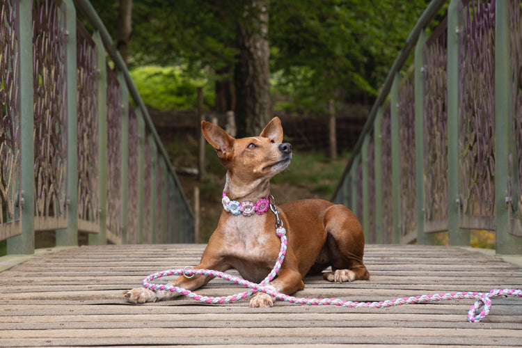 Hund mit individuell gefertigter Paracord-Leine und passendem Paracord-Halsband auf einer Holzbrücke im Grünen.