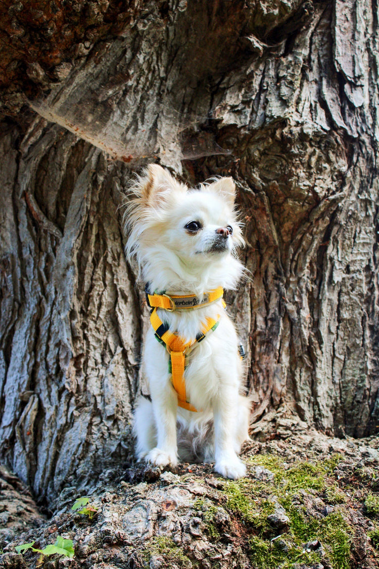 Weißer Chihuahua mit handgefertigtem gelbem Hundehalsband und Hundegeschirr vor einem alten Baum