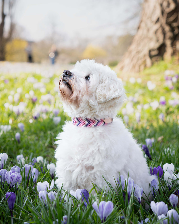 Weißer kleiner Hund mit handgefertigtem rosa Paracord-Hundehalsband zwischen Frühlingsblumen.