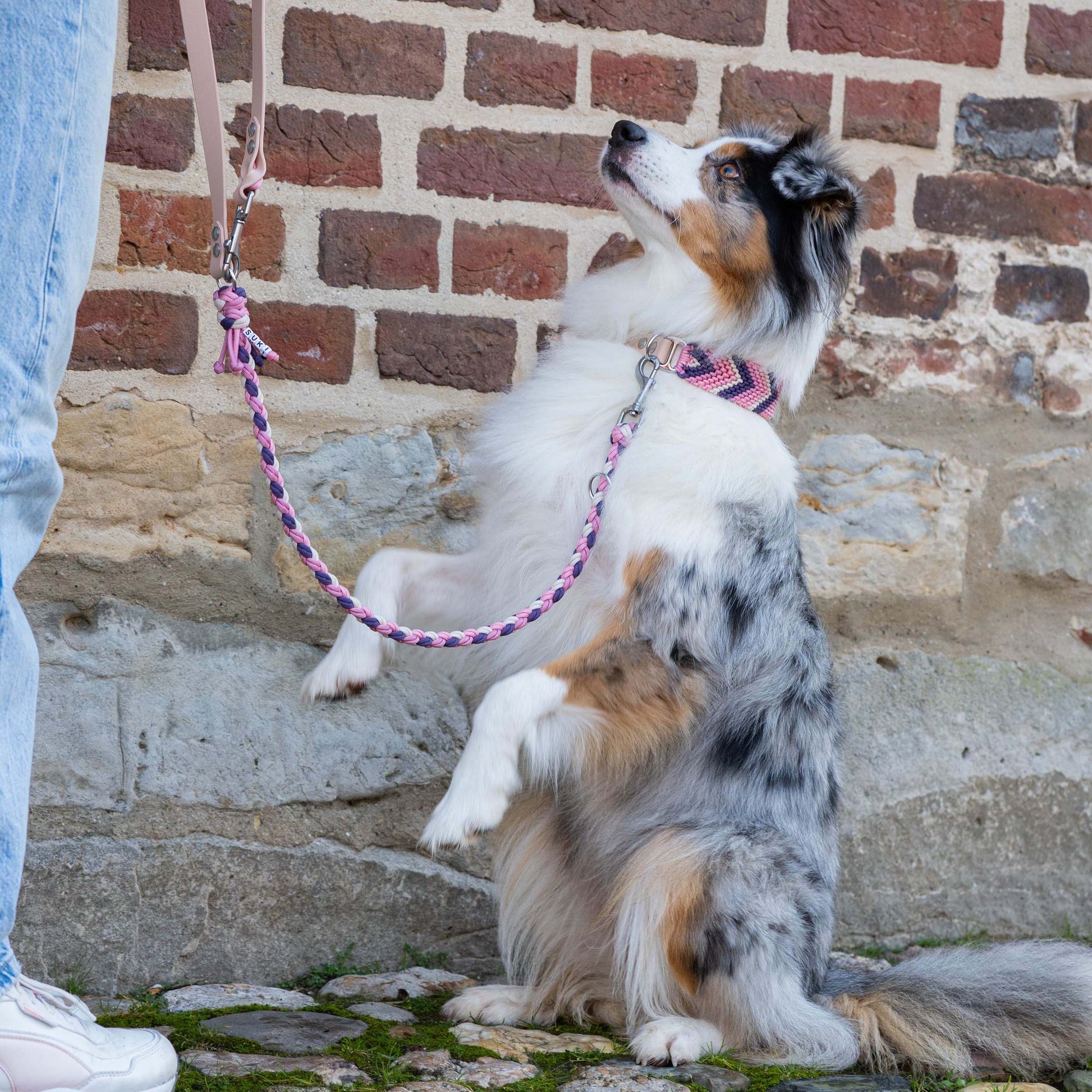 Australian Shepherdmit stylischer, handgeflochtener Paracord Hundeleine mit passendem Paracord Halsband in Rosa und Pink.