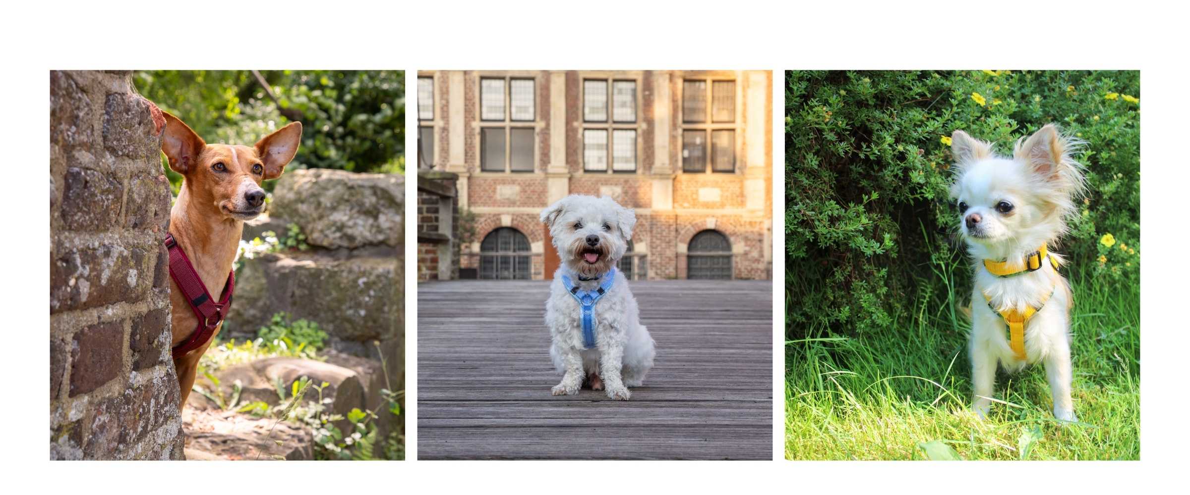 Drei Hunde tragen handgefertigte Hundegeschirre in verschiedenen Farben – ein rotes, blaues und gelbes Geschirr im Alltag draußen.
