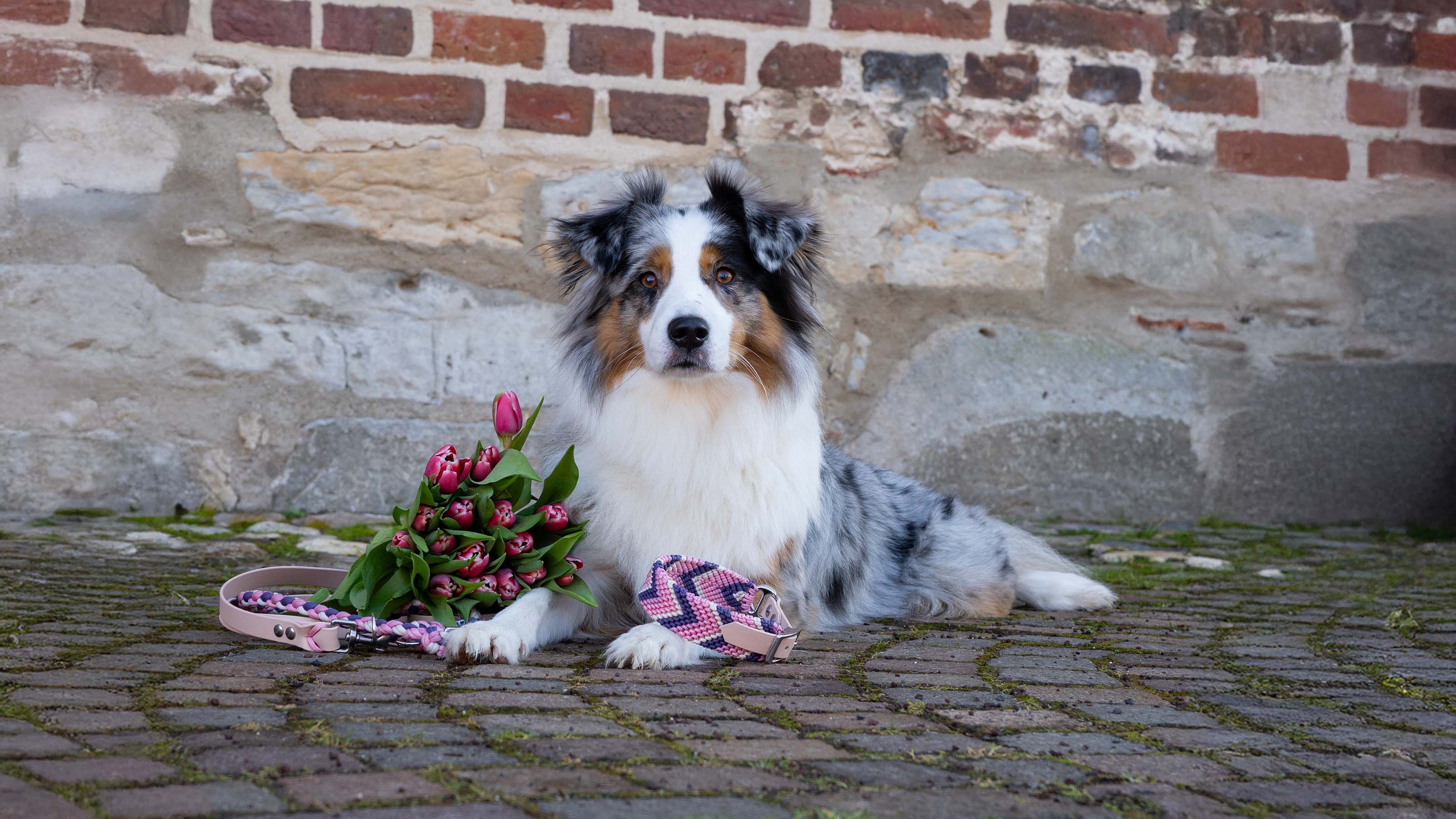 Australian Shepherd liegt vor rustikaler Steinwand mit rosa-pinker Paracord Hundeleine und passendem Paracord Halsband im Boho-Stil.