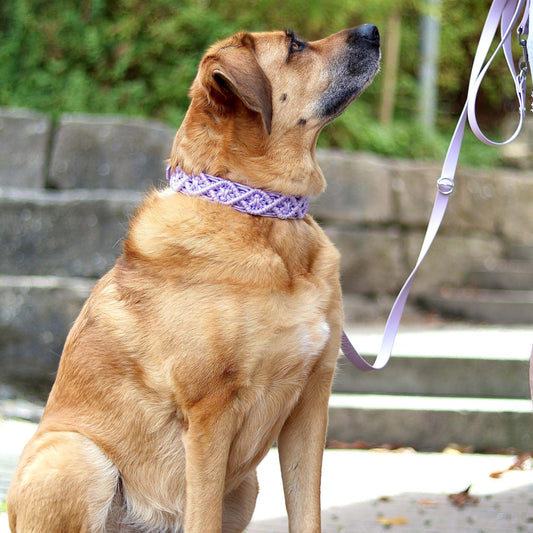 Ein brauner Hund mit einem lila geflochtenen Halsband und einer passenden Leine sitzt im Freien und blickt nach oben.
