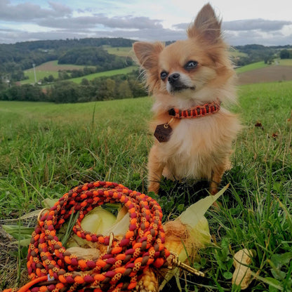 Mepomuk´s Set | Nuri Halsband/ Charlie mini Leine