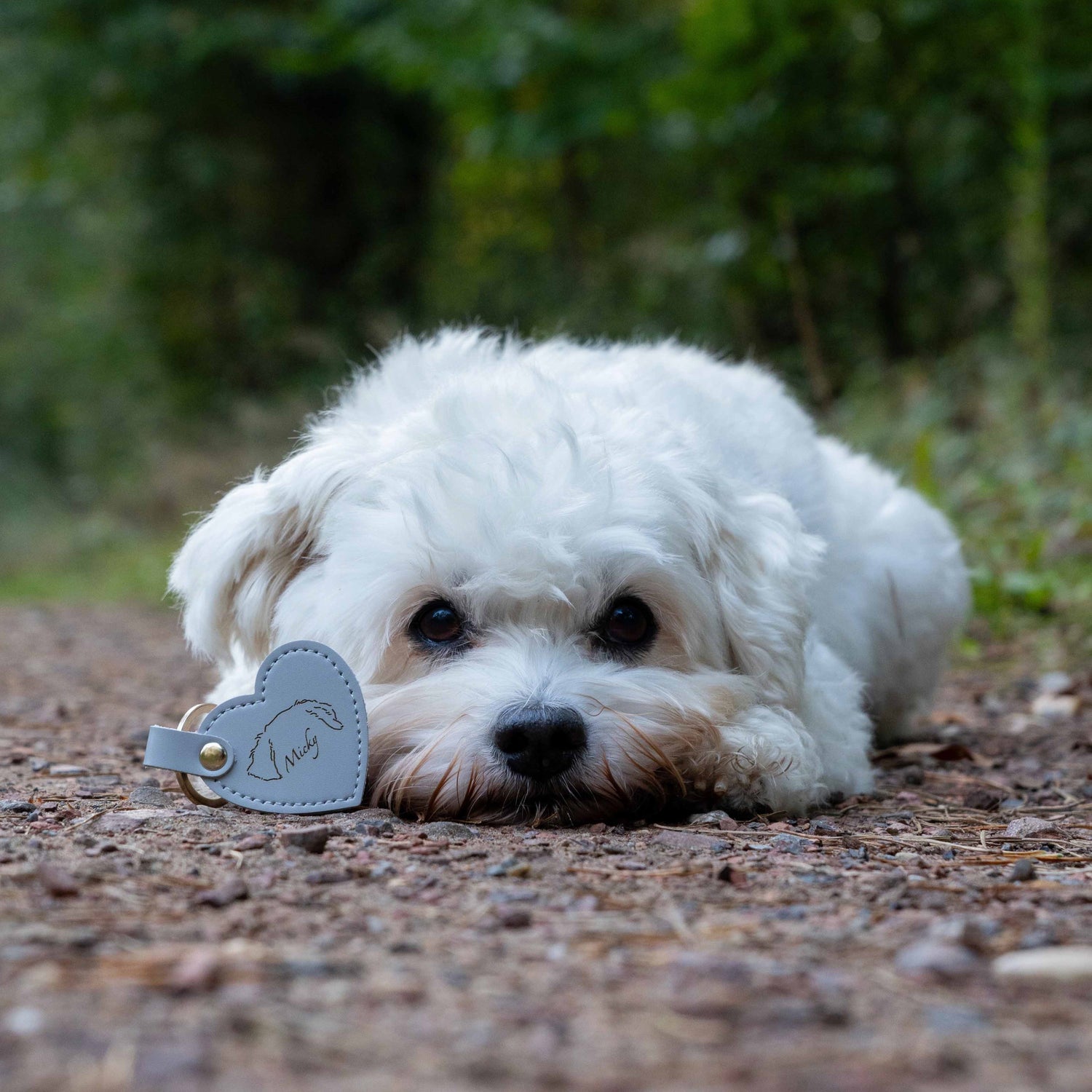 Weißer Hund mit personalisierter herzförmiger Hundemarke aus grauem Material auf einem Waldweg.