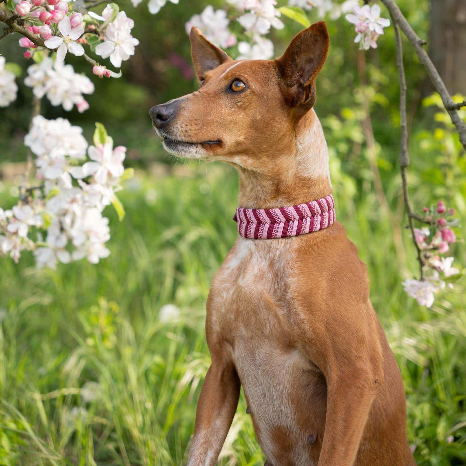 Brauner Hund mit individuell gefertigtem Paracord-Halsband in Rosa und Weiß in einer blühenden Frühlingswiese.