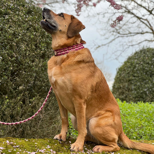 Ein brauner Hund mit einem pinkfarbenen Paracord-Halsband sitzt im Freien auf einem moosbewachsenen Boden und blickt nach oben in Richtung eines blühenden Baumes.