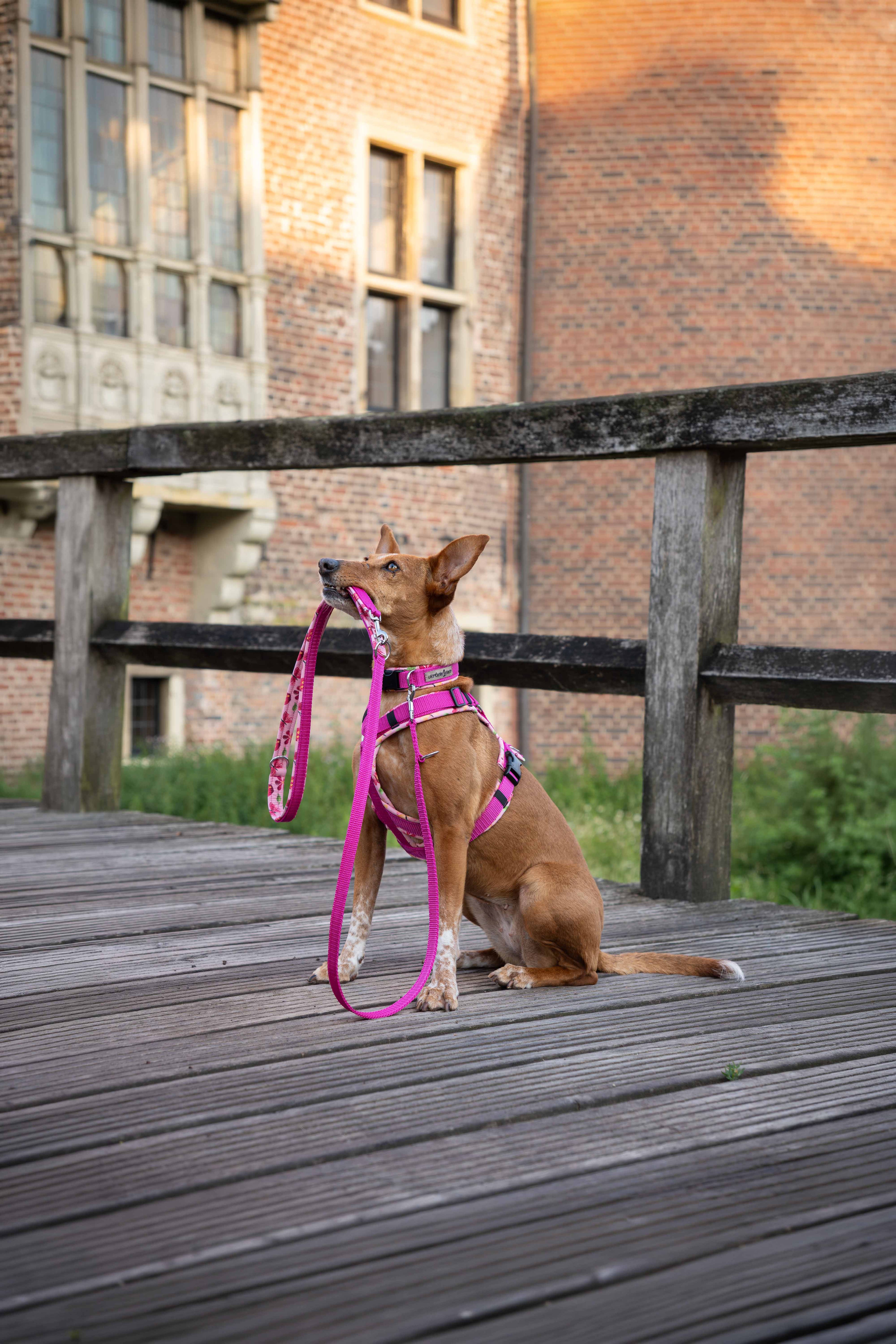 Brauner Podenco mit pinken Stoffgeschirr, passender Leine und Halsband.