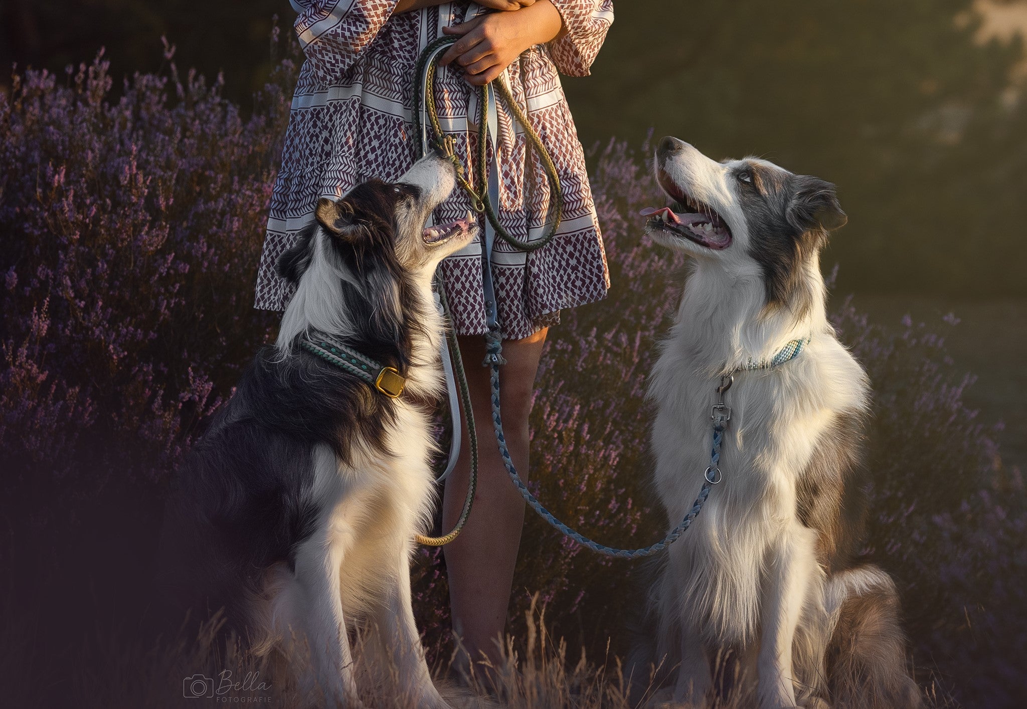 Handgemachte Hundeleinen und Hundehalsbänder im Set – zwei Hunde im Heidefeld
