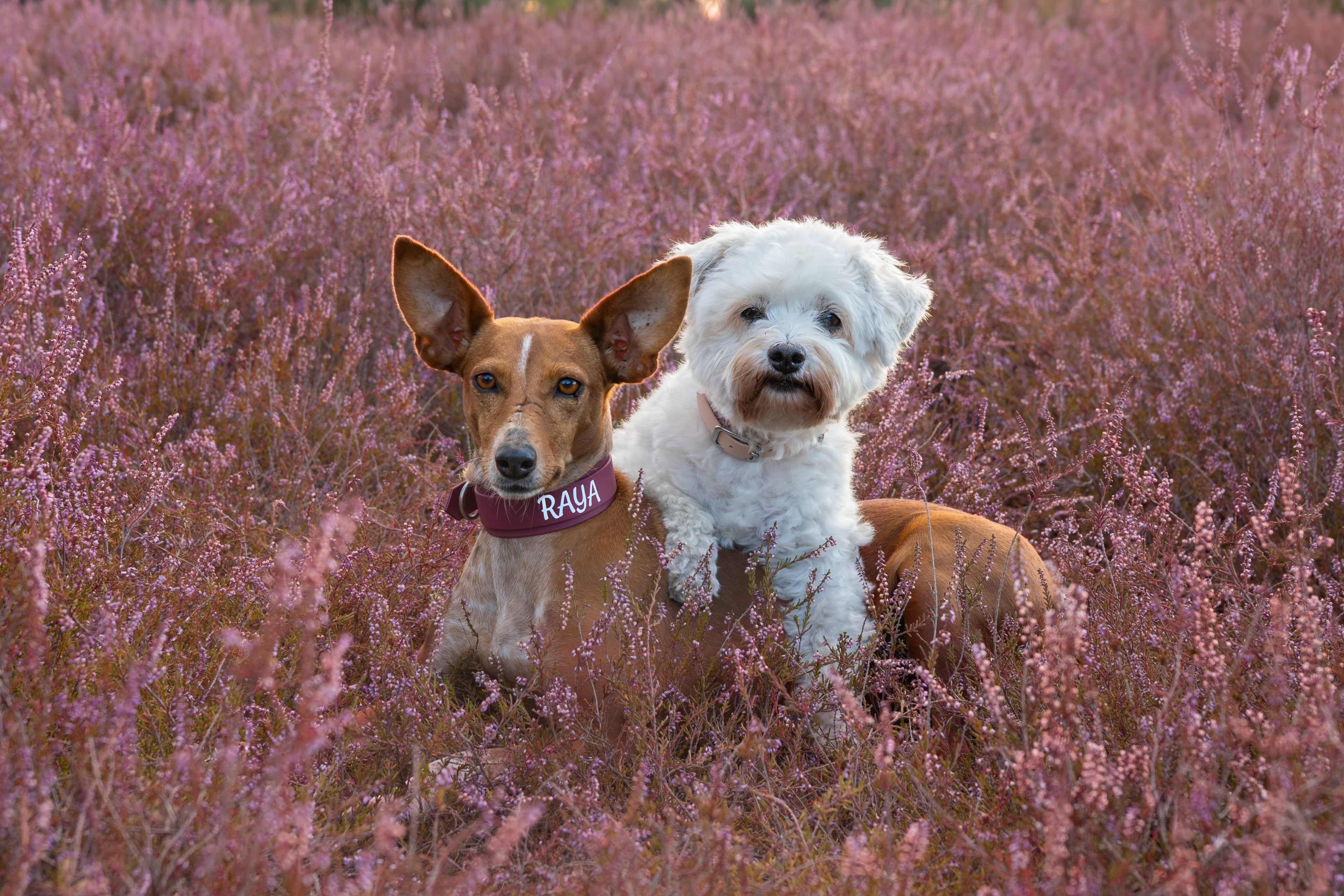 Zwei Hunde im Heidefeld mit personalisiertem Hundehalsband – handgemachte Halsbänder von Vierbeinleinen